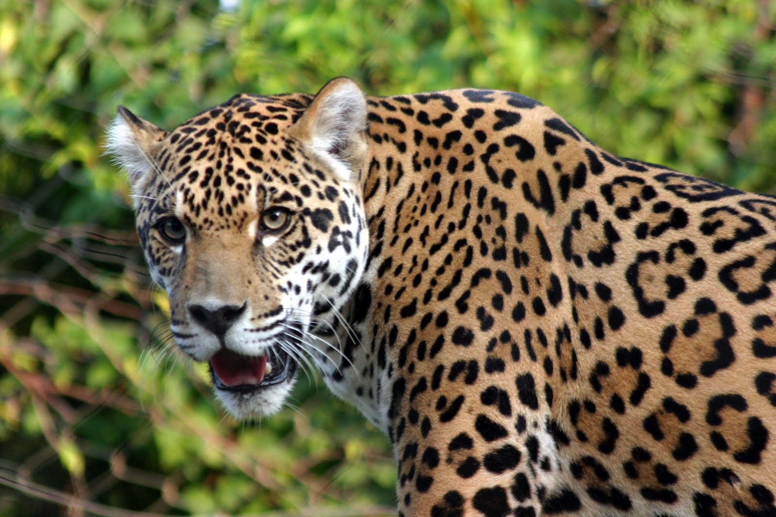 animal print Onça ou Jaguar.