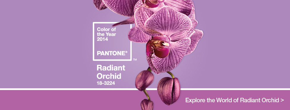 orquídea radiante
