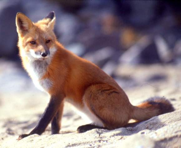 raposa-vermelha-animal-print-inverno-2014